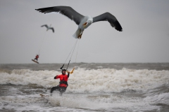 meeuw-kite-surfen